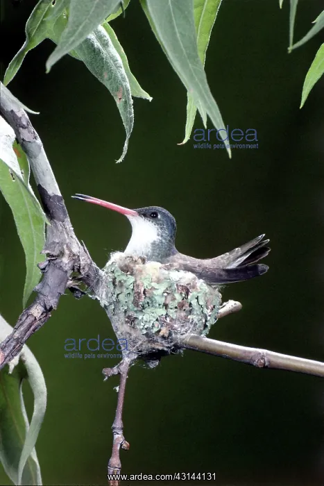  : Violet-crowned Hummingbird at Nest