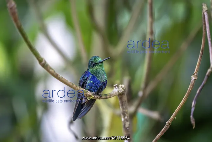 : Violet-crowned nymph (Thalurania colombica) : Violet-crowned nymph (Thalurania colombica)