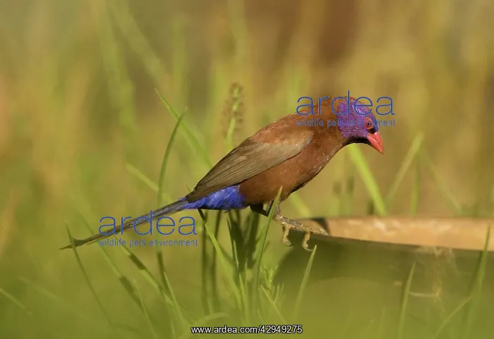 : Violet Eared Waxbill - Male perched on discarded pot : Violet Eared Waxbill - Male perched on discarded pot