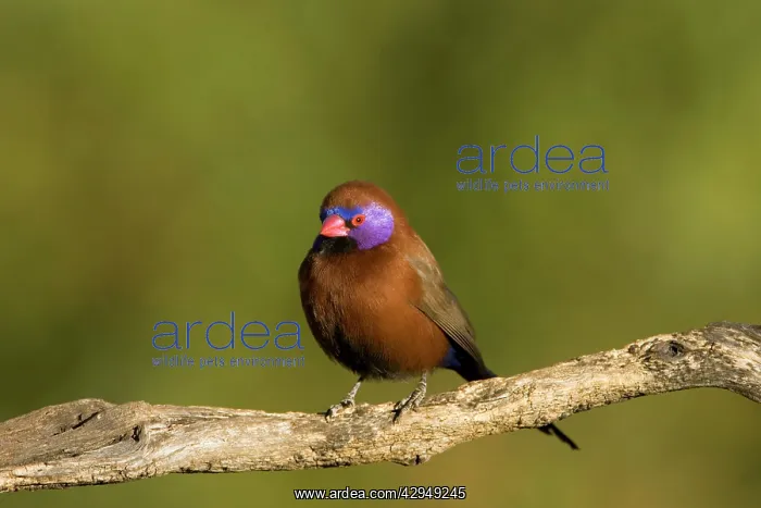 : Violet Eared Waxbill - Portrait of a male bird : Violet Eared Waxbill - Portrait of a male bird