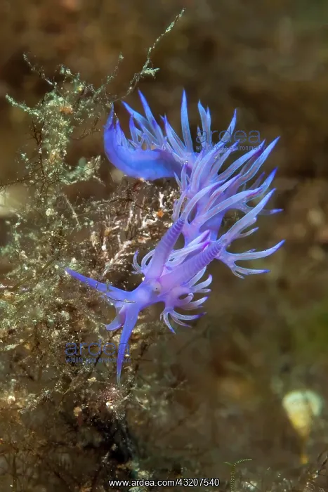 : Violet (Flabellina affinis) thread snail grazes : Violet (Flabellina affinis) thread snail grazes