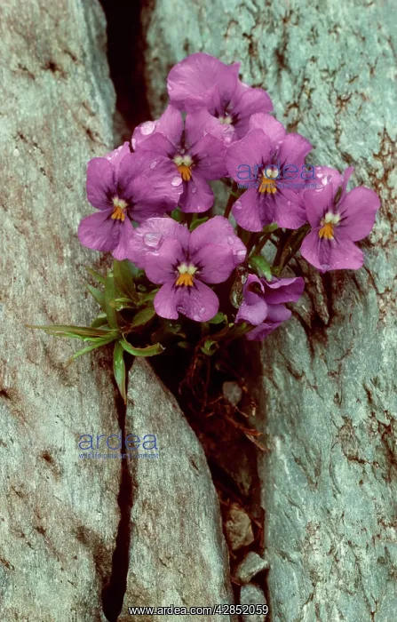 : VIOLET - in flower, growing in rock : VIOLET - in flower, growing in rock