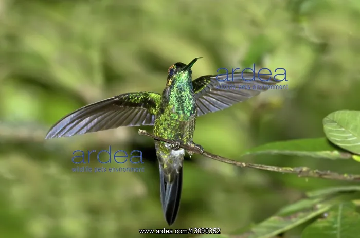 : Violet-fronted Brilliant : Violet-fronted Brilliant