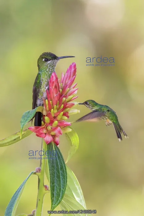 : Violet-fronted brilliant (female) stands guard as : Violet-fronted brilliant (female) stands guard as