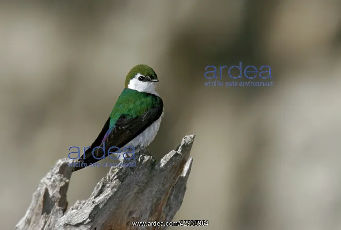 : Violet-green Swallow : Violet-green Swallow