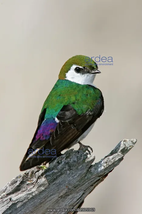 : Violet-green Swallow : Violet-green Swallow