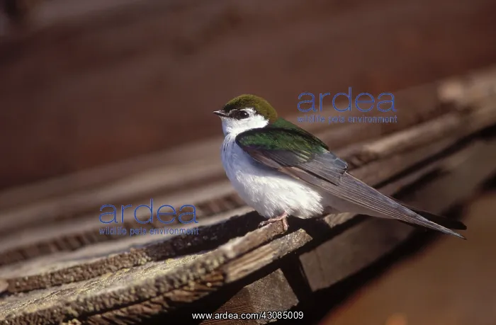  : Violet-green Swallow