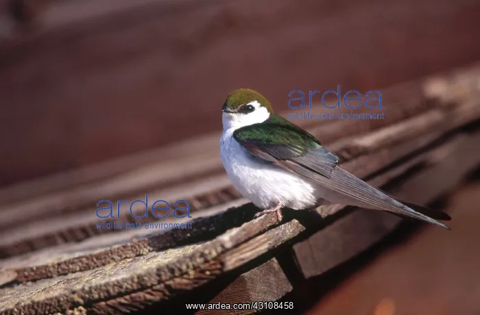 : Violet-green Swallow : Violet-green Swallow