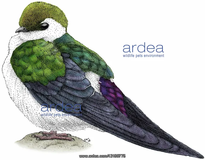 : Violet-green Swallow : Violet-green Swallow