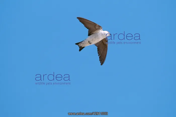 : Violet-Green SWALLOW - in fight : Violet-Green SWALLOW - in fight