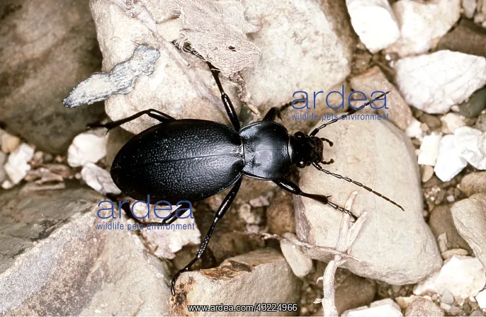 : Violet Ground BEETLE : Violet Ground BEETLE