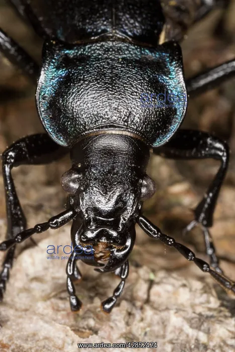  : Violet Ground Beetle - close-up