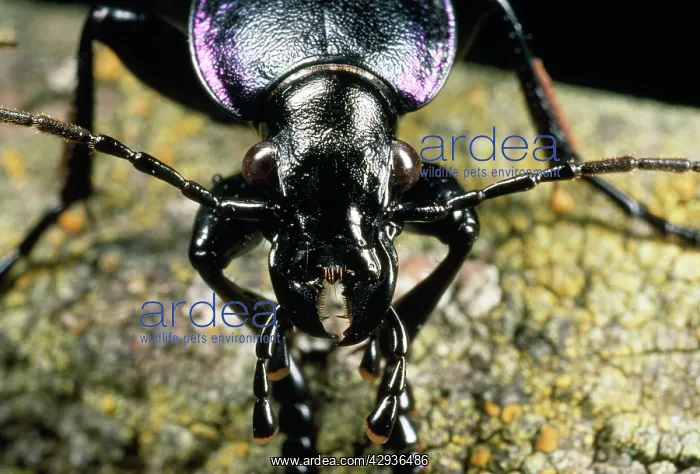 : Violet Ground Beetle - Close-up of head : Violet Ground Beetle - Close-up of head