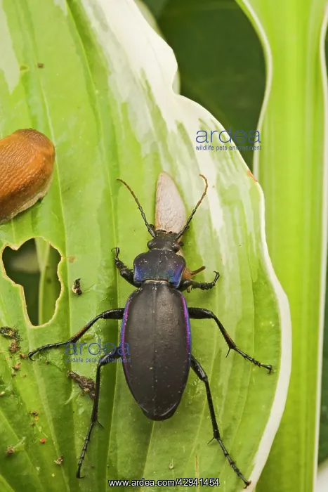 : Violet Ground Beetle - eats slug on Hosta : Violet Ground Beetle - eats slug on Hosta