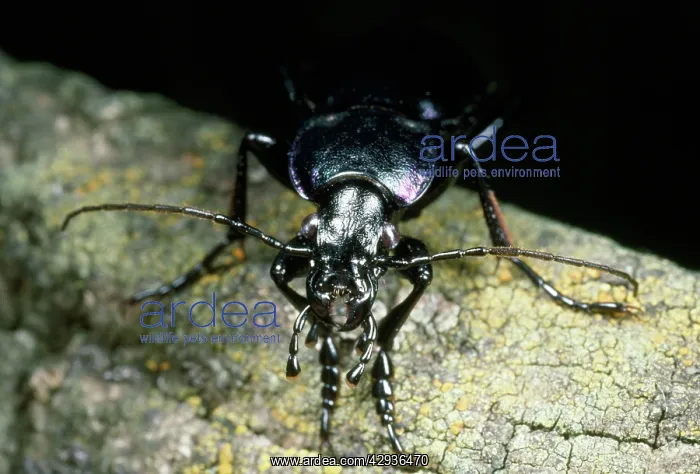 : Violet Ground Beetle - face view : Violet Ground Beetle - face view