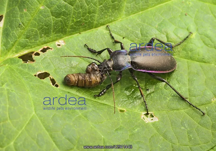 : Violet Ground Beetle - feeding on 'leatherjacketI : Violet Ground Beetle - feeding on 'leatherjacketI