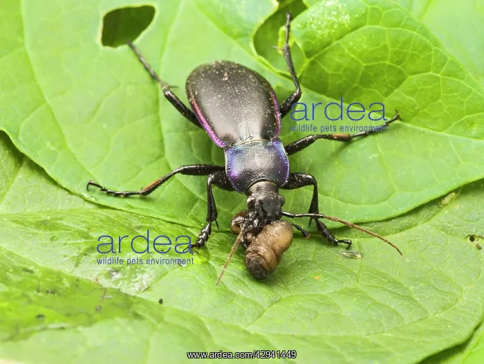 : Violet Ground Beetle - feeding on 'leatherjacketI : Violet Ground Beetle - feeding on 'leatherjacketI