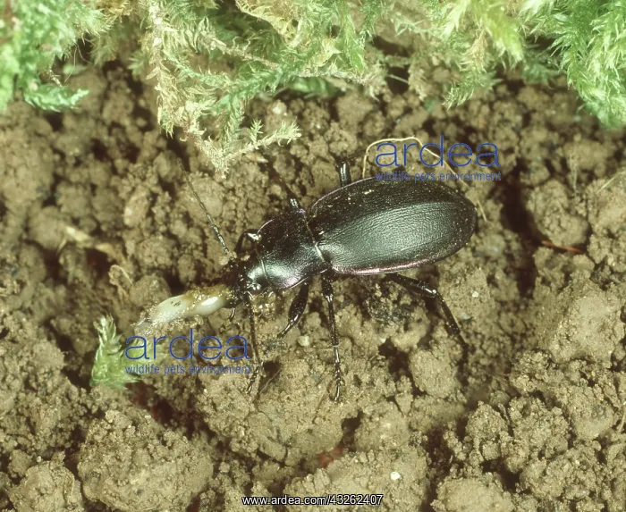 : Violet ground beetle with prey : Violet ground beetle with prey