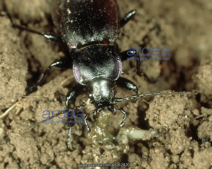 : Violet ground beetle with prey : Violet ground beetle with prey