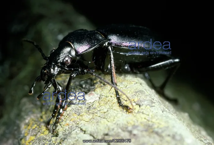 : Violet Ground Beetle - on tree branch : Violet Ground Beetle - on tree branch