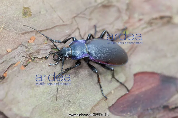: Violet Ground Beetle - on wood : Violet Ground Beetle - on wood
