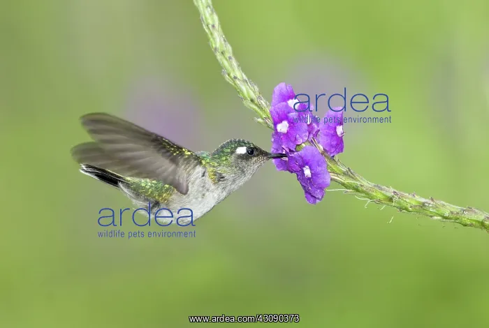 : Violet-headed hummingbird : Violet-headed hummingbird