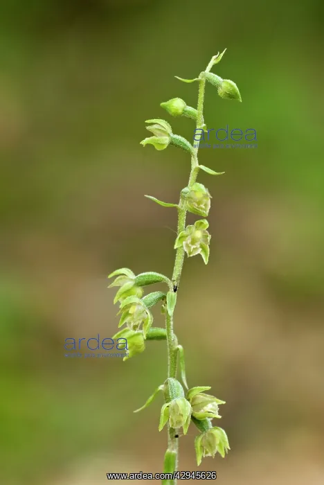  : Violet Helleborine