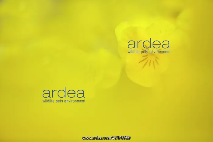 : Violet, Horned violet, Viola cornuta Sorbet XP : Violet, Horned violet, Viola cornuta Sorbet XP