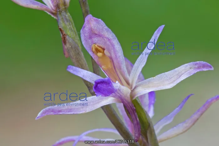  : Violet Limodore detail of single flower