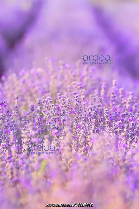 : Violet purple lavender field close-up. Flowers selective : Violet purple lavender field close-up. Flowers selective