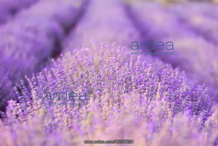 : Violet purple lavender field close-up. Flowers selective : Violet purple lavender field close-up. Flowers selective