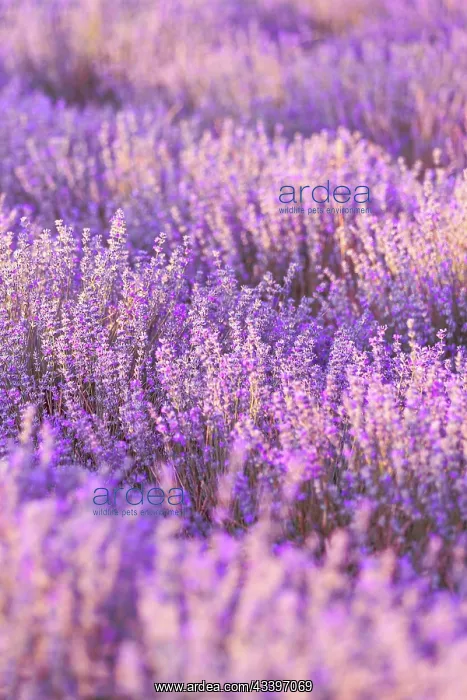 : Violet purple lavender field close up. Flowers in : Violet purple lavender field close up. Flowers in