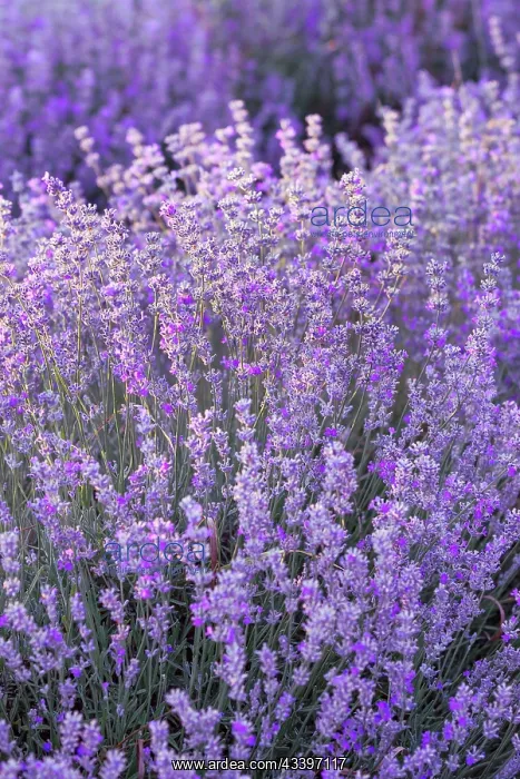 : Violet purple lavender field close up. Flowers in : Violet purple lavender field close up. Flowers in