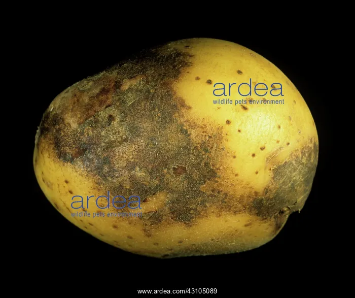 : Violet root rot : Violet root rot