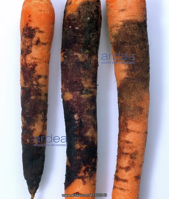 : Violet root rot : Violet root rot