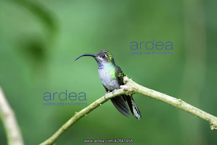 : Violet Sabrewing : Violet Sabrewing
