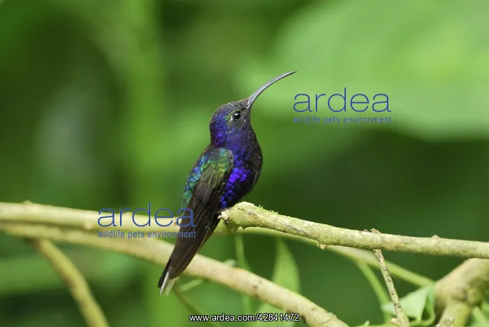 : Violet Sabrewing : Violet Sabrewing