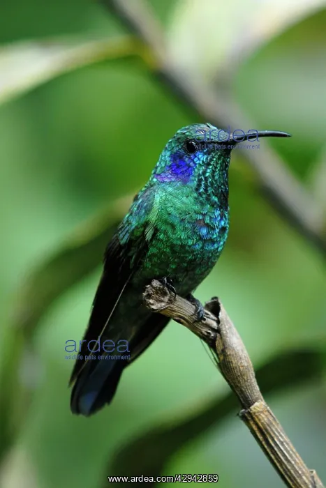 : Violet sabrewing : Violet sabrewing