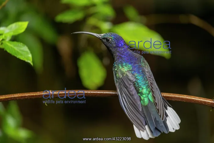  : Violet Sabrewing (Campylopterus hemileucurus) or