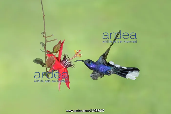 : Violet Sabrewing Campylopterus hemileucurus feeding A : Violet Sabrewing Campylopterus hemileucurus feeding A