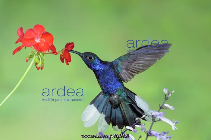 : Violet Sabrewing Campylopterus hemileucurus feeding A : Violet Sabrewing Campylopterus hemileucurus feeding A