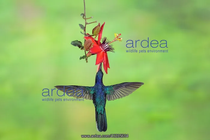 : Violet Sabrewing Campylopterus hemileucurus feeding A : Violet Sabrewing Campylopterus hemileucurus feeding A