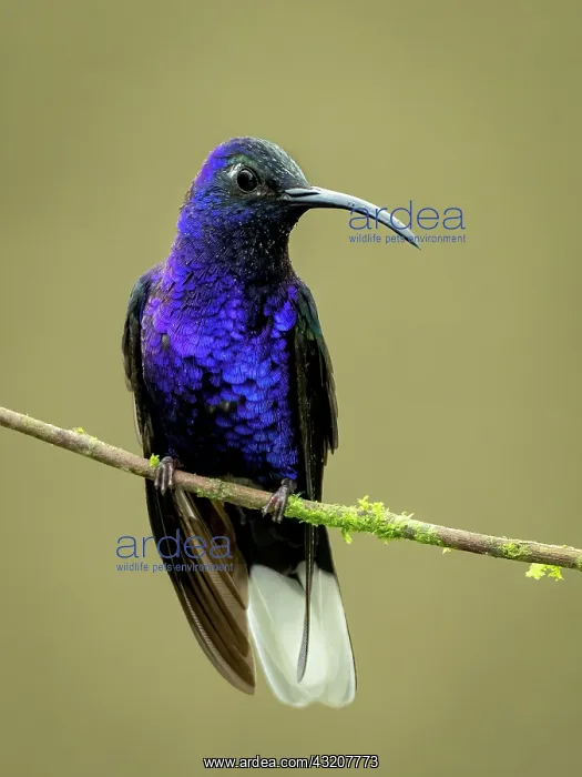 : Violet Sabrewing (Campylopterus hemileucurus), m : Violet Sabrewing (Campylopterus hemileucurus), m