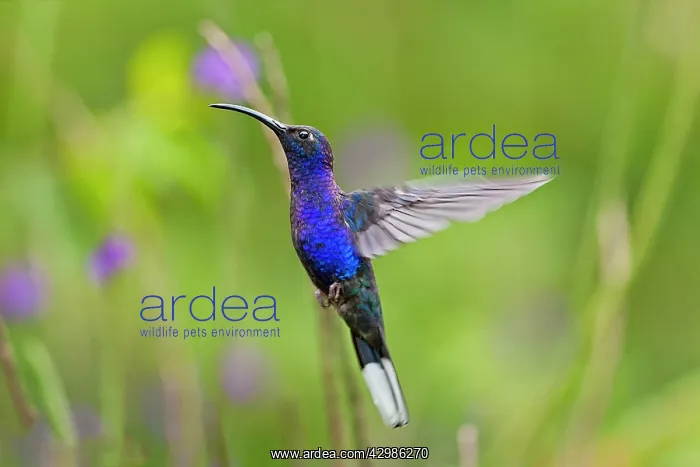 : Violet Sabrewing Hummingbird : Violet Sabrewing Hummingbird