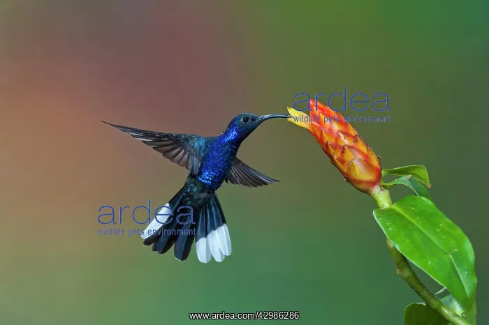 : Violet Sabrewing Hummingbird : Violet Sabrewing Hummingbird