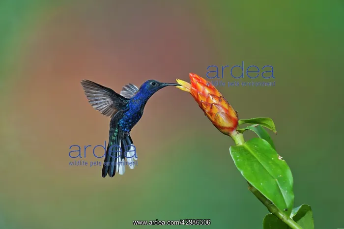 : Violet Sabrewing Hummingbird : Violet Sabrewing Hummingbird