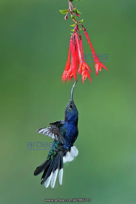  : Violet Sabrewing Hummingbird