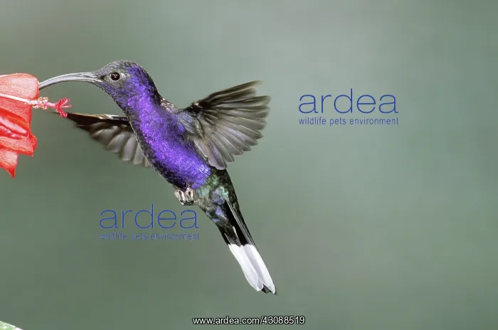 : Violet Sabrewing Hummingbird : Violet Sabrewing Hummingbird
