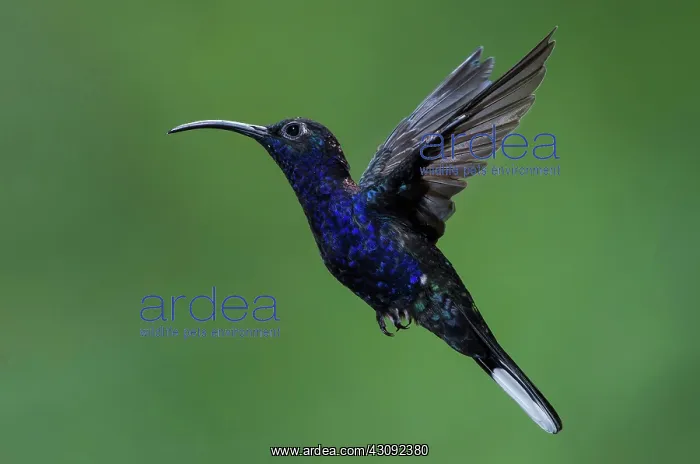  : Violet Sabrewing Hummingbird