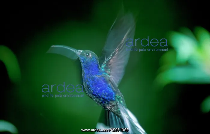 : Violet Sabrewing Hummingbird - In flight : Violet Sabrewing Hummingbird - In flight